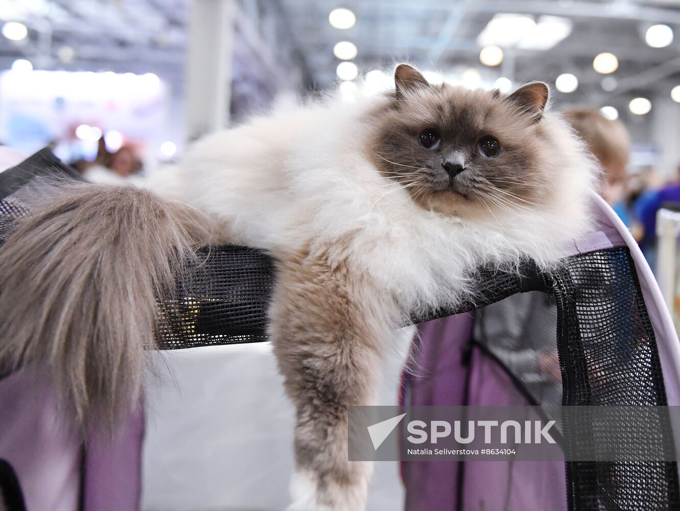 Russia Cat Show