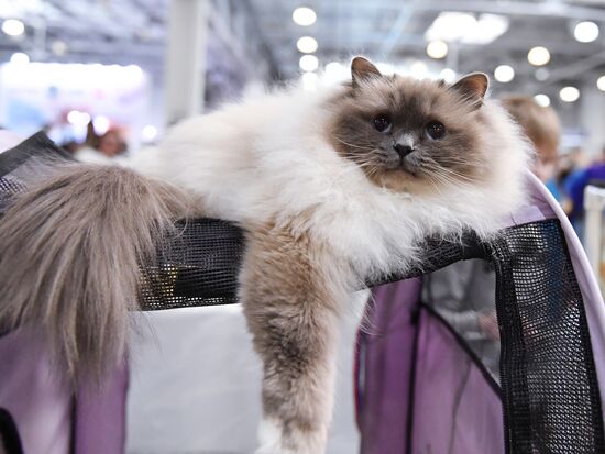 Russia Cat Show