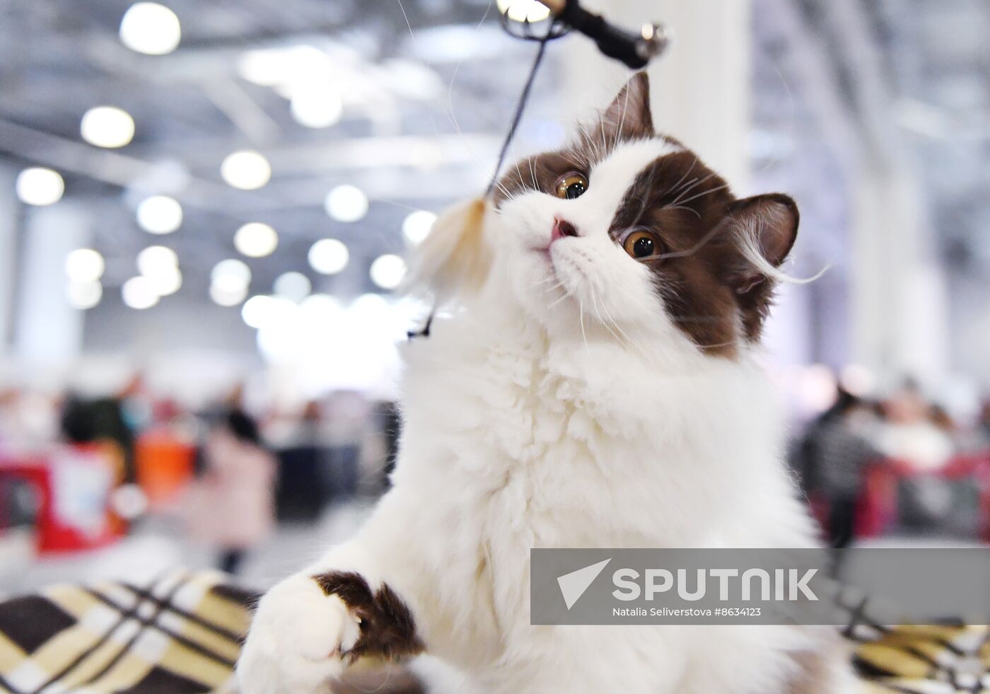 Russia Cat Show