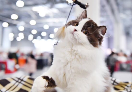 Russia Cat Show