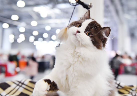 Russia Cat Show