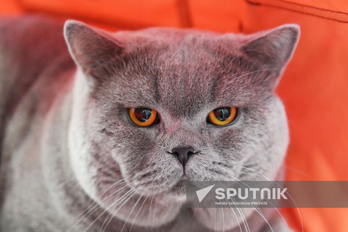 Russia Cat Show