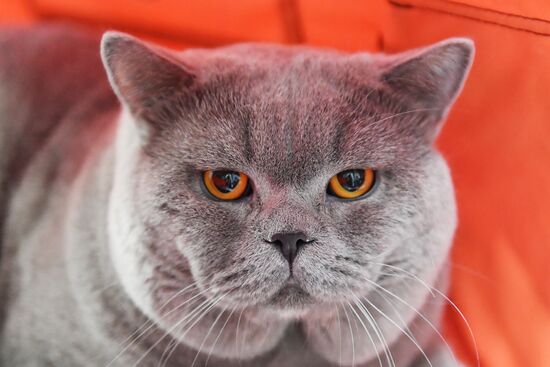 Russia Cat Show