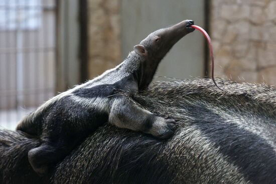 Russia Zoo Giant Anteater Baby