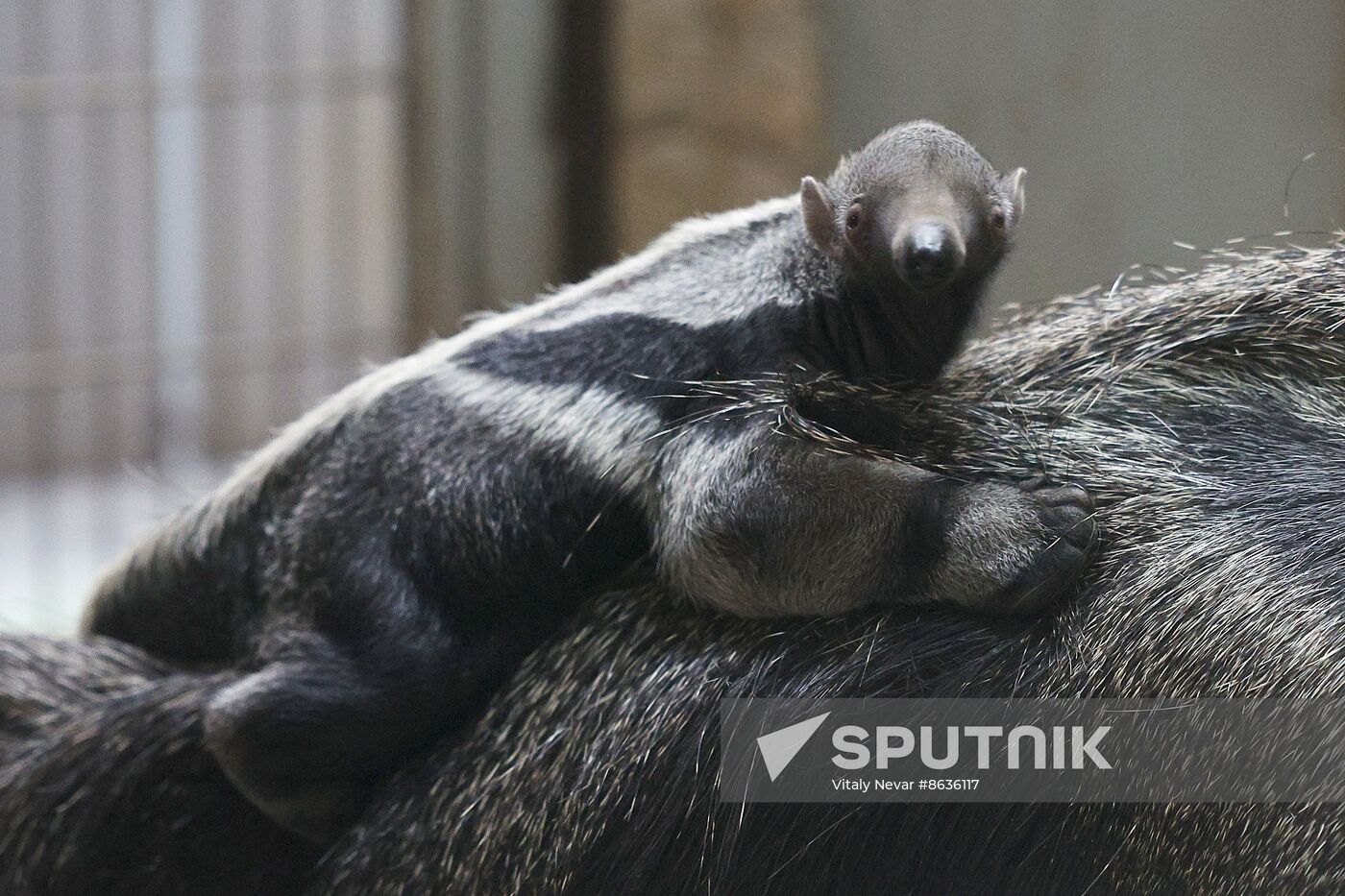 Russia Zoo Giant Anteater Baby