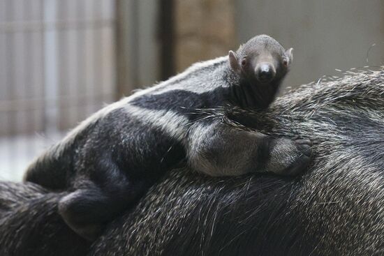 Russia Zoo Giant Anteater Baby
