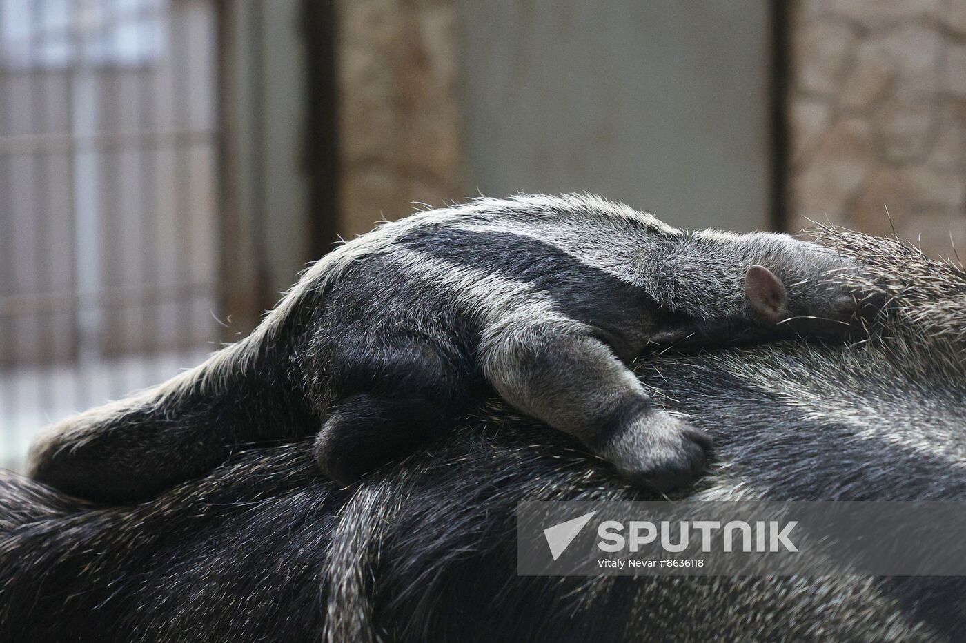 Russia Zoo Giant Anteater Baby