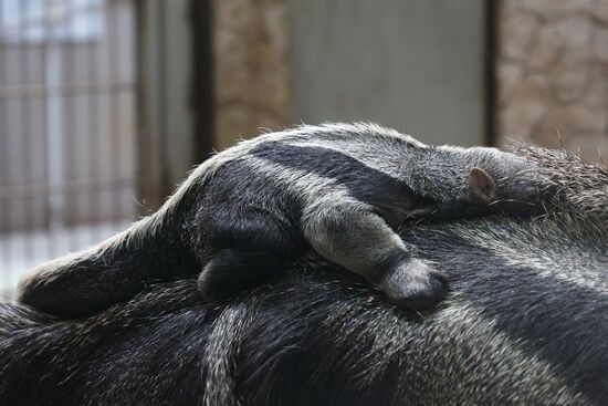 Russia Zoo Giant Anteater Baby