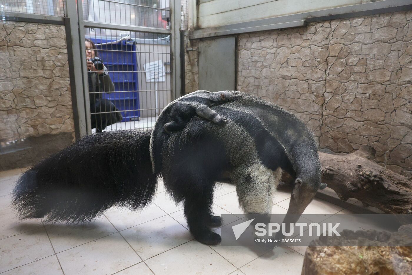 Russia Zoo Giant Anteater Baby