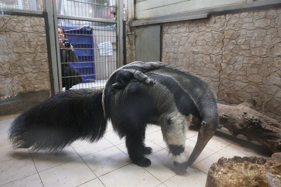 Russia Zoo Giant Anteater Baby