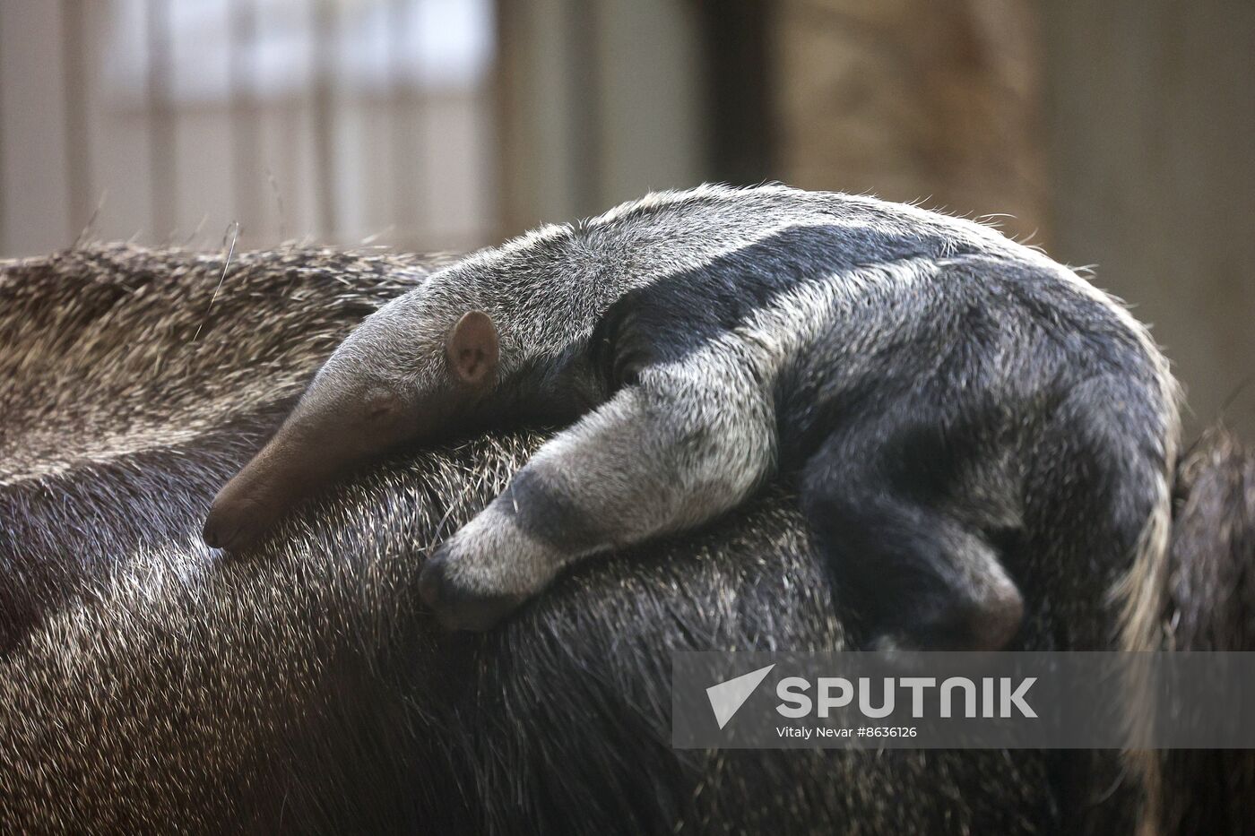 Russia Zoo Giant Anteater Baby