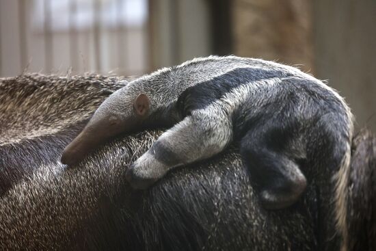 Russia Zoo Giant Anteater Baby