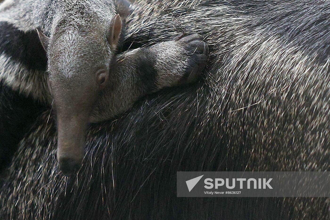 Russia Zoo Giant Anteater Baby