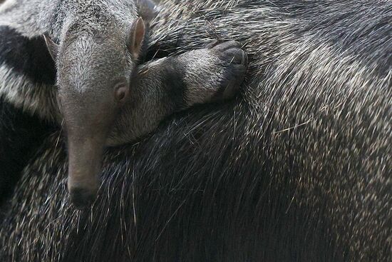 Russia Zoo Giant Anteater Baby