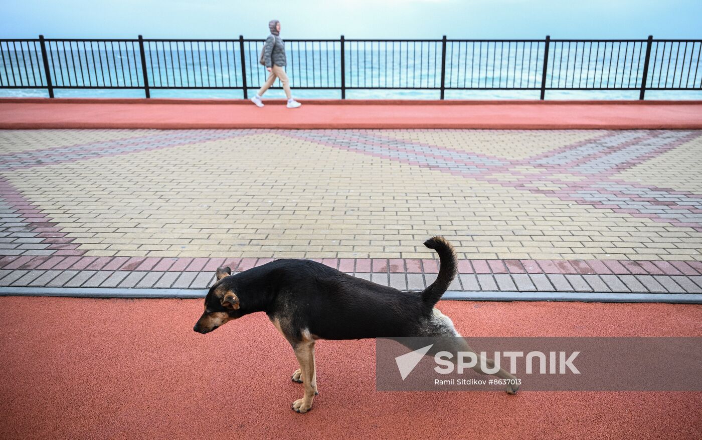 Russia Stray Dogs