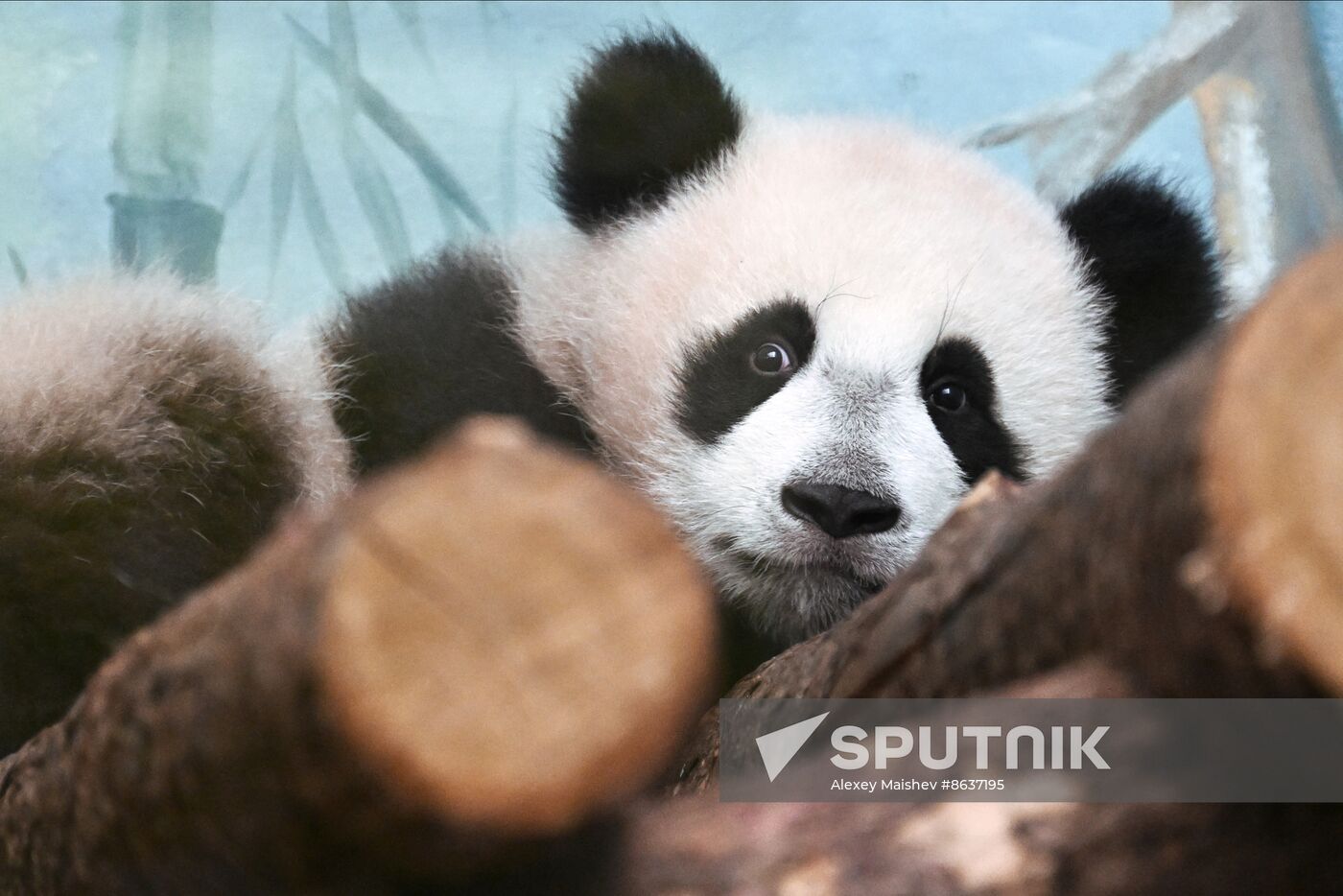 Russia Zoo Panda Cub