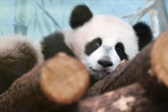 Russia Zoo Panda Cub