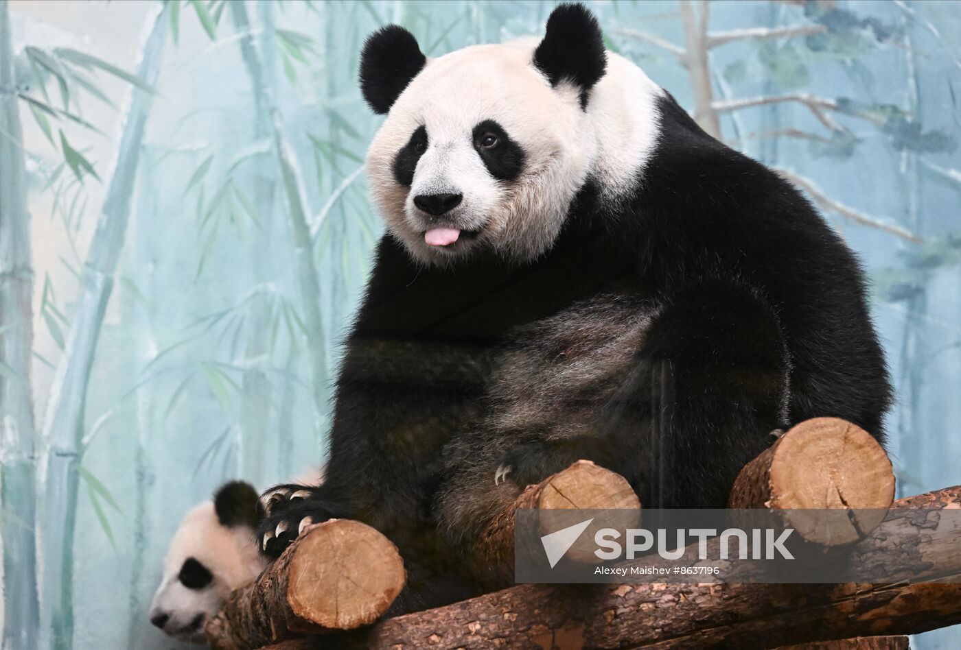 Russia Zoo Panda Cub