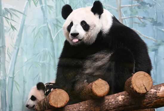 Russia Zoo Panda Cub