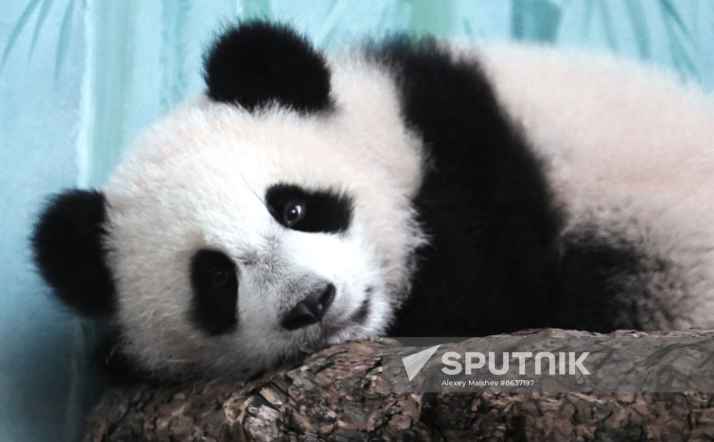 Russia Zoo Panda Cub