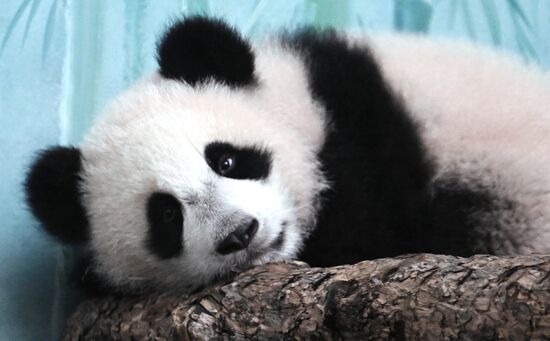 Russia Zoo Panda Cub