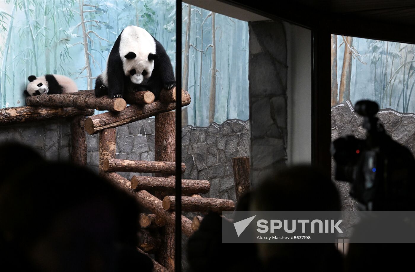 Russia Zoo Panda Cub