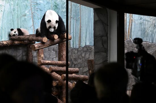 Russia Zoo Panda Cub