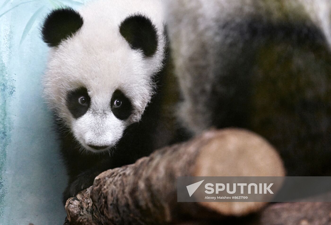 Russia Zoo Panda Cub