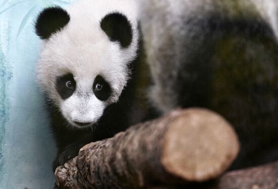 Russia Zoo Panda Cub