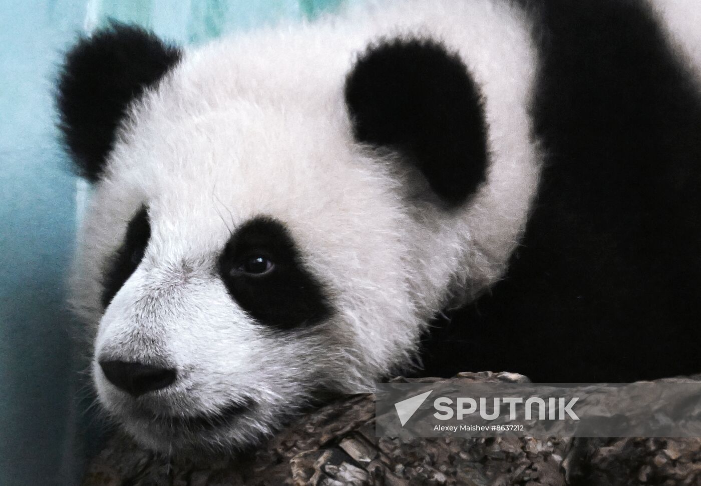 Russia Zoo Panda Cub