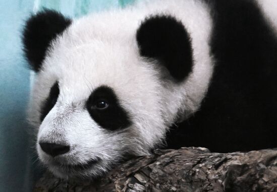 Russia Zoo Panda Cub