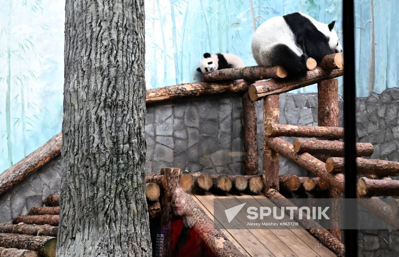 Russia Zoo Panda Cub