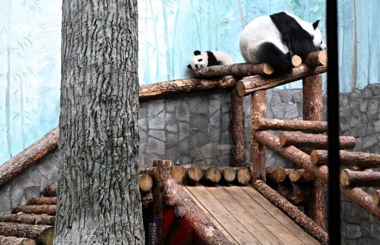 Russia Zoo Panda Cub