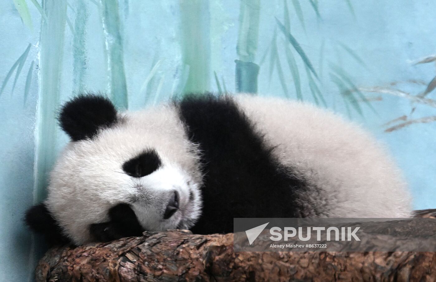 Russia Zoo Panda Cub