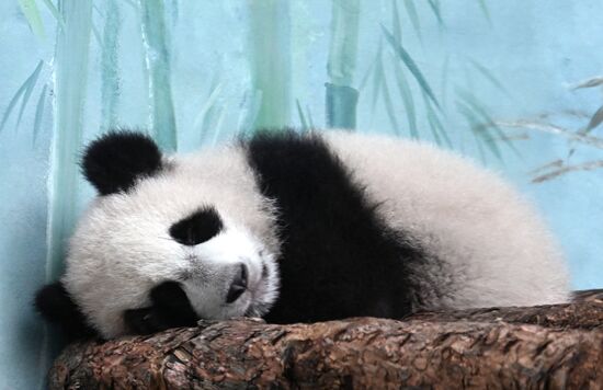 Russia Zoo Panda Cub