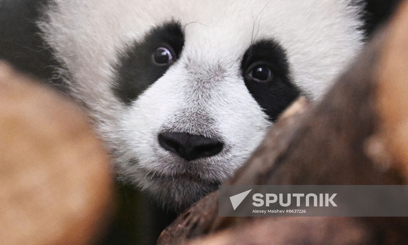 Russia Zoo Panda Cub