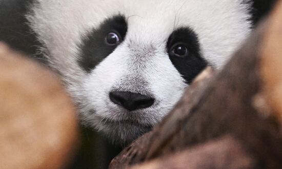 Russia Zoo Panda Cub