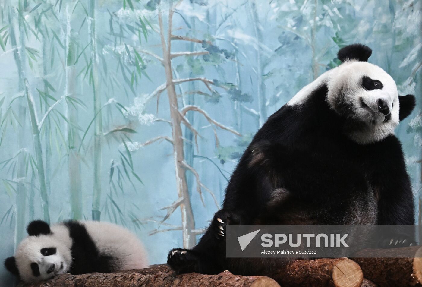 Russia Zoo Panda Cub