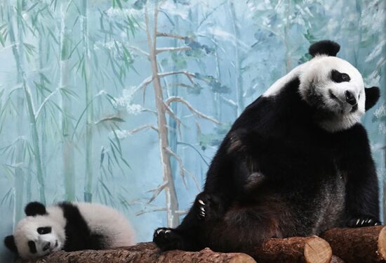 Russia Zoo Panda Cub