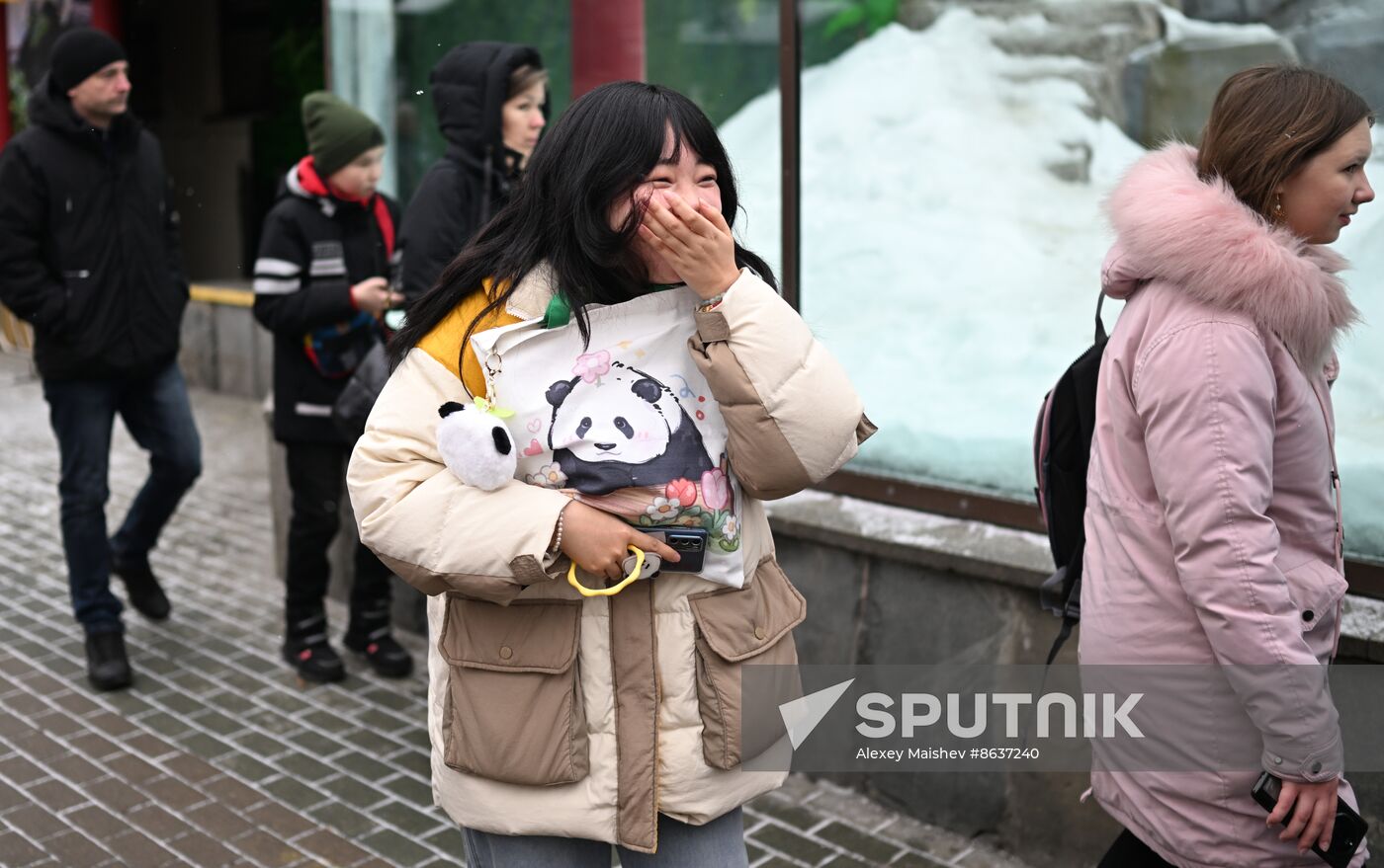 Russia Zoo Panda Cub