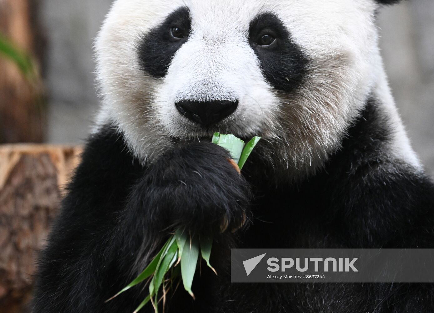 Russia Zoo Panda Cub