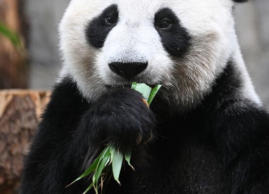 Russia Zoo Panda Cub