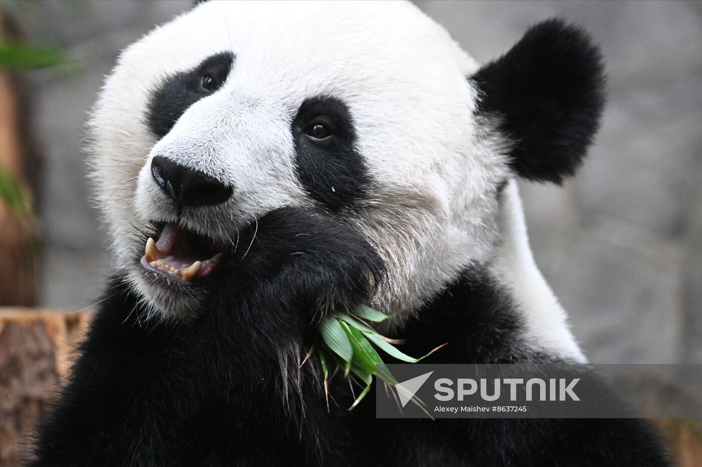 Russia Zoo Panda Cub