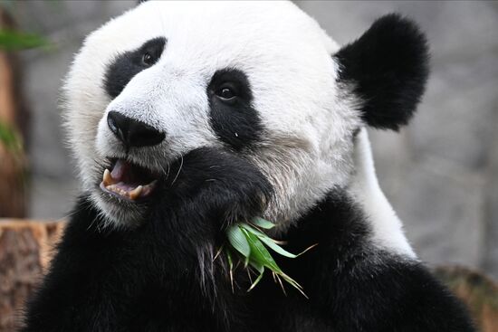 Russia Zoo Panda Cub