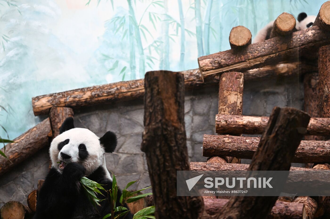 Russia Zoo Panda Cub