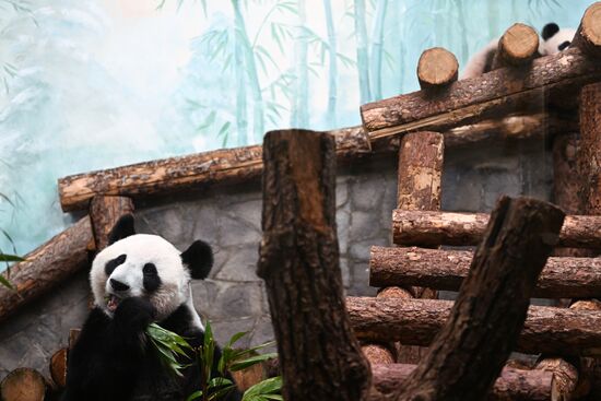 Russia Zoo Panda Cub