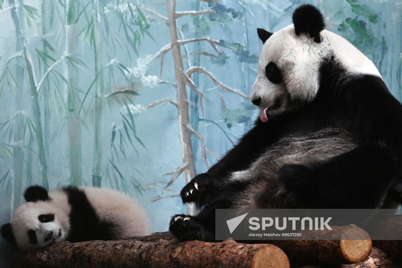 Russia Zoo Panda Cub
