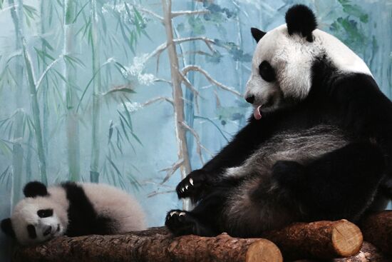 Russia Zoo Panda Cub