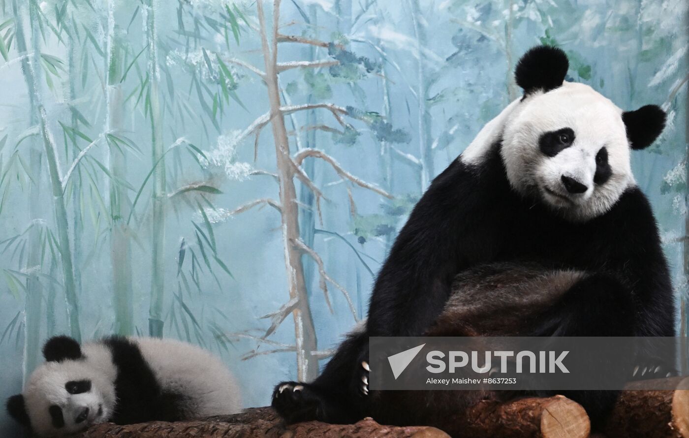 Russia Zoo Panda Cub