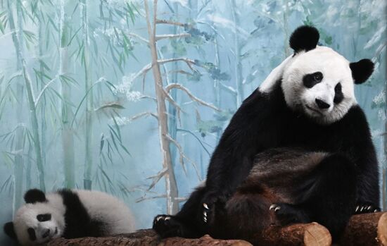 Russia Zoo Panda Cub